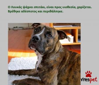 Ράτσα: Αμερικάνικο Σταφορντσάιρ τεριέ - American Staffordshire Terrier | Ηλικία: 3 ετών | Φύλο: Αρσενικό | Αρ. Microchip: 982012221212121 | Περιοχή: Αττική